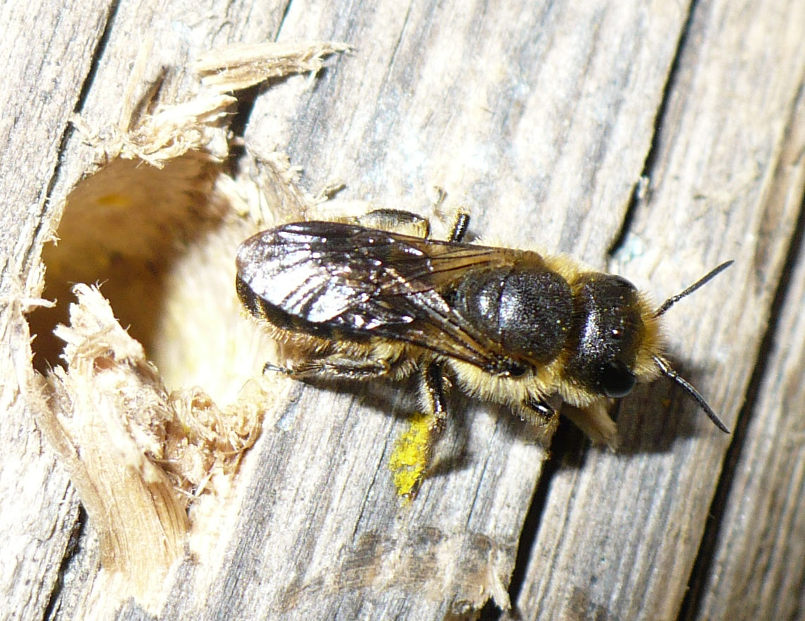 Nidi di Osmia sp. nel legno